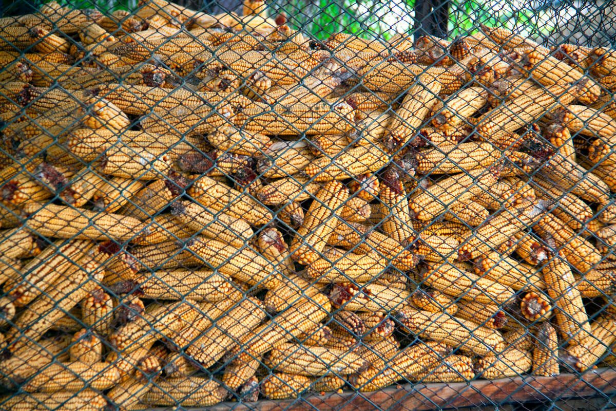 Kalampoki (4)