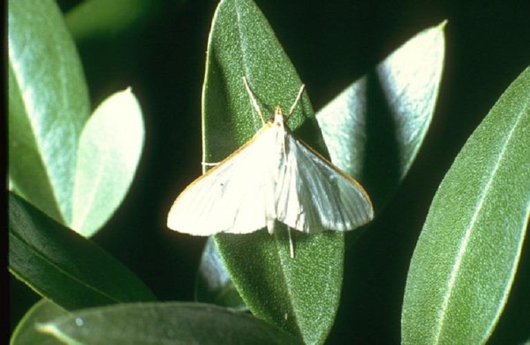 Margaronia