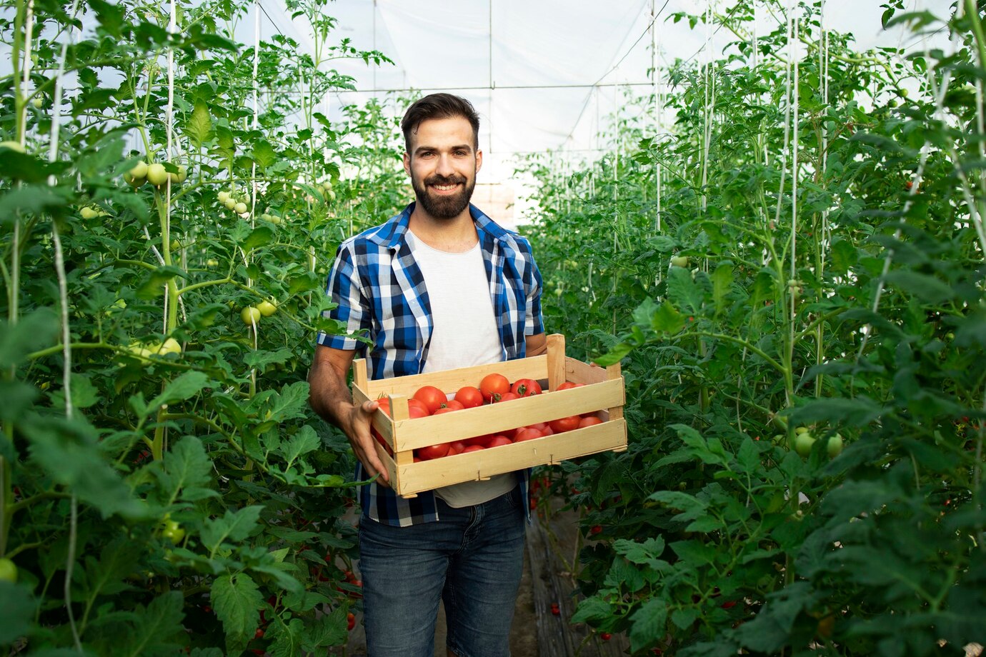 Agrotes (75)