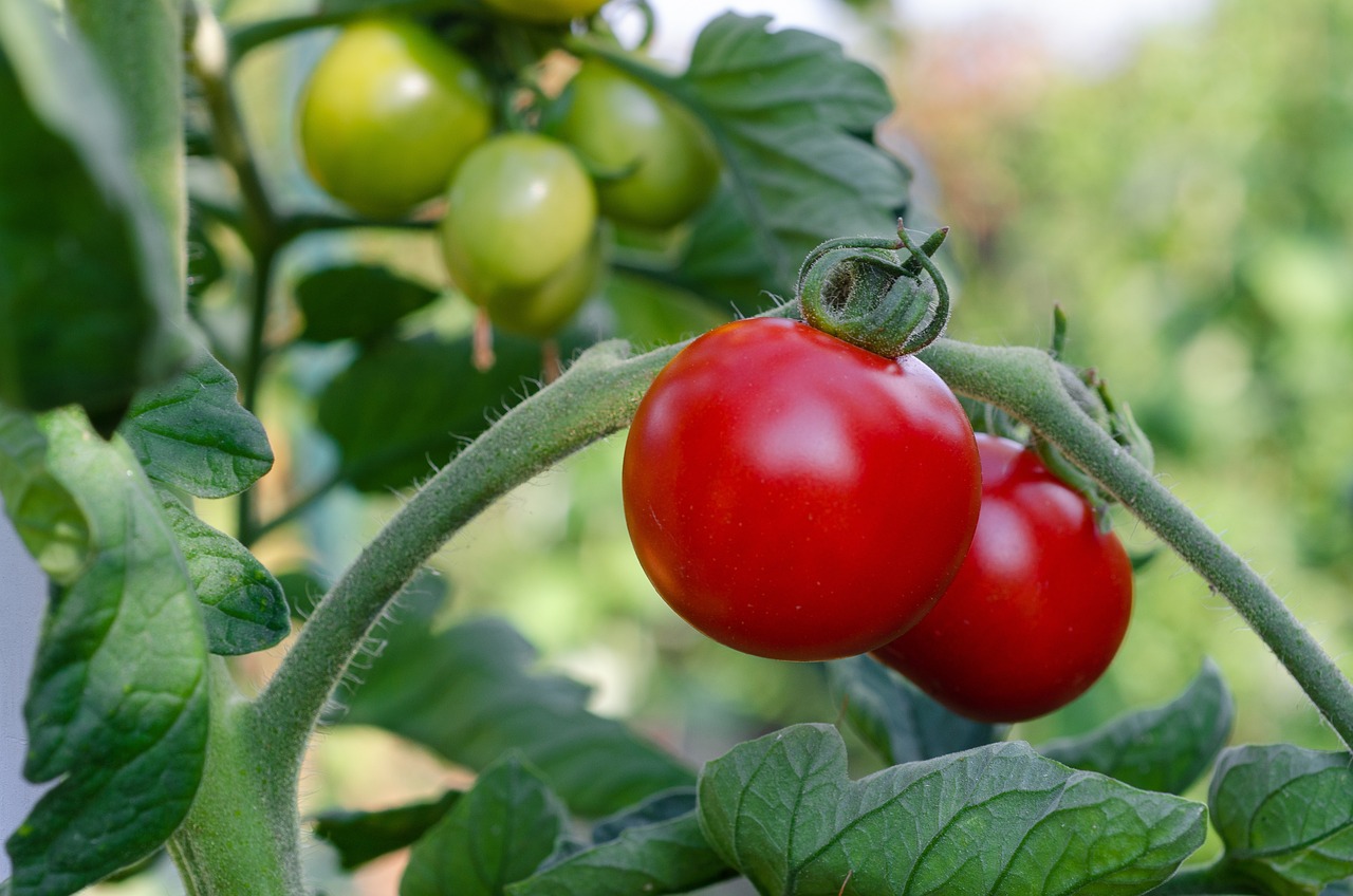 Tomates (4)
