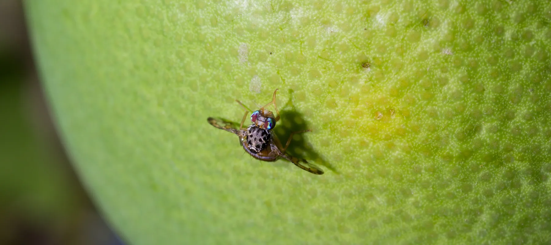 Mosca Mediterranea.Jpg