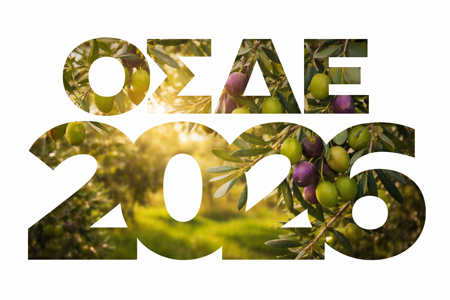 Osde 26 (2)