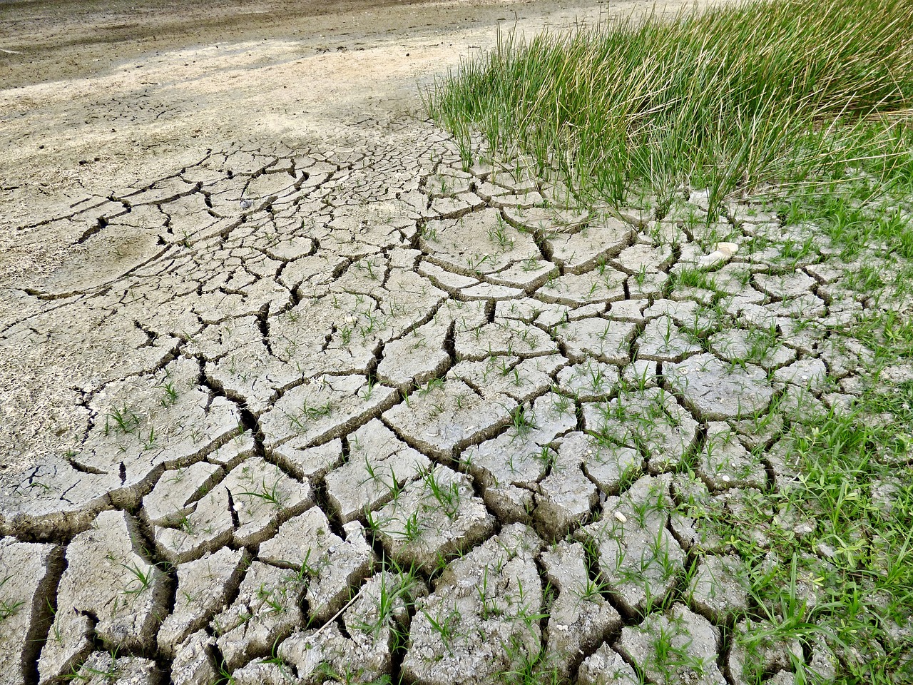 Kshrasia