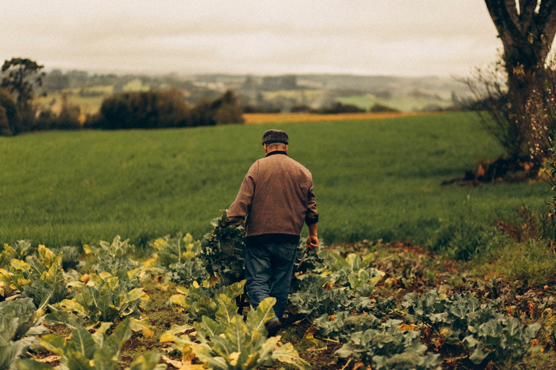 Agroths (17)