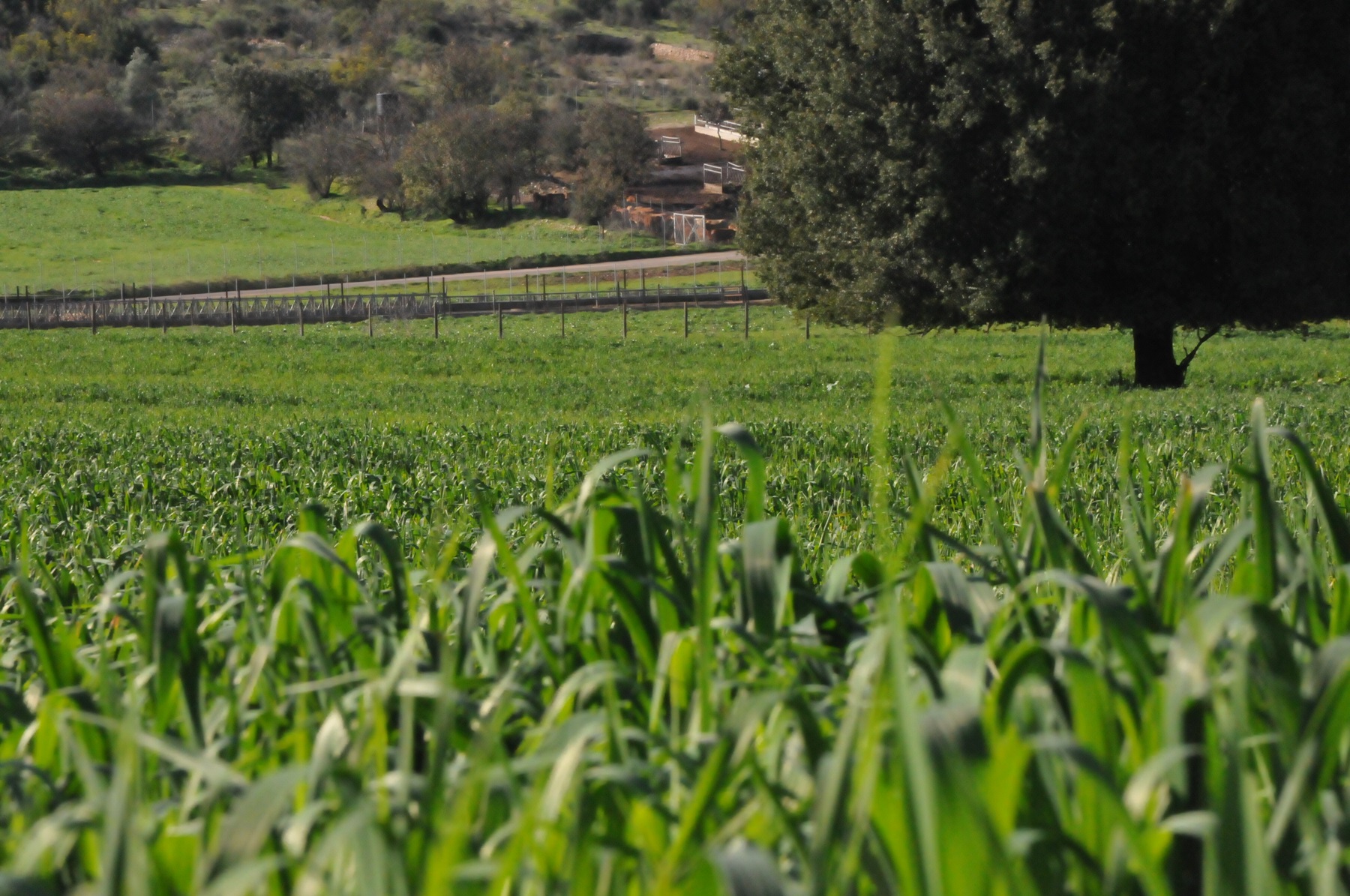 Agro (91)