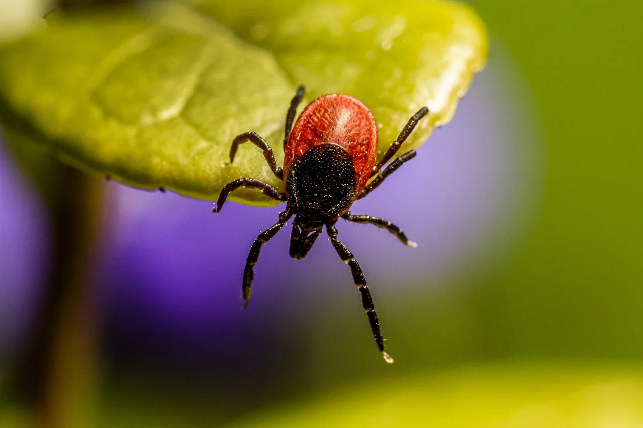 Tsimpoyri